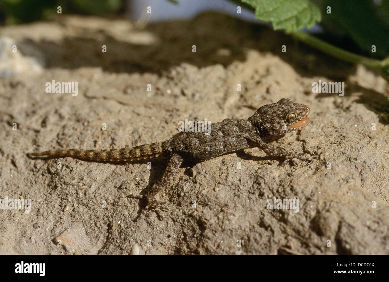 Ägäischer Nacktfinger, Gecko, Cyrtopodion kotschyi, Mediodactylus kotschyi, Cyrtodactylus kotschyi, Kotschy's gecko Stock Photo