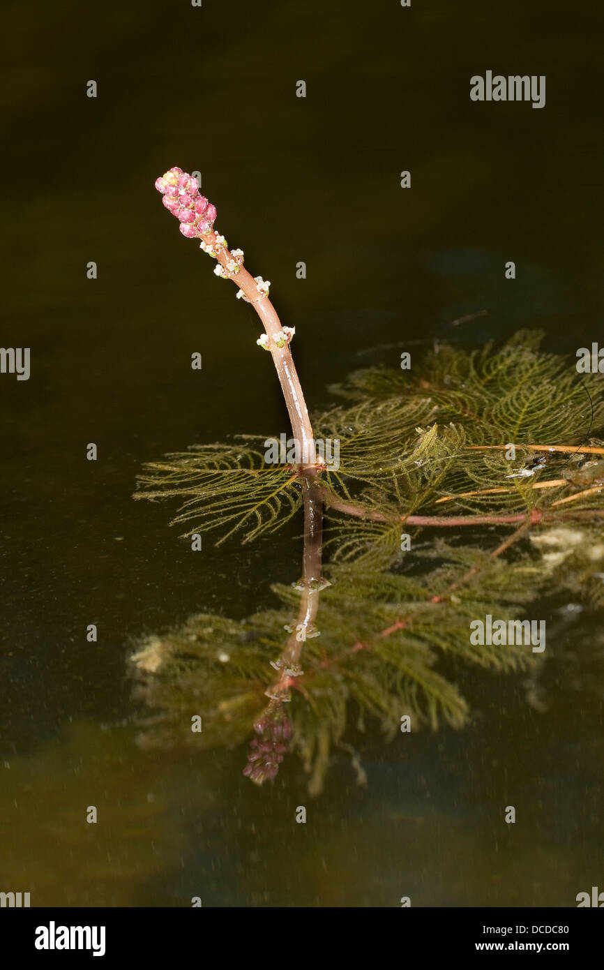 Ähriges Tausendblatt, Myriophyllum spicatum, Eurasian watermilfoil, Millefolium, Spiked Water Milfoil Stock Photo