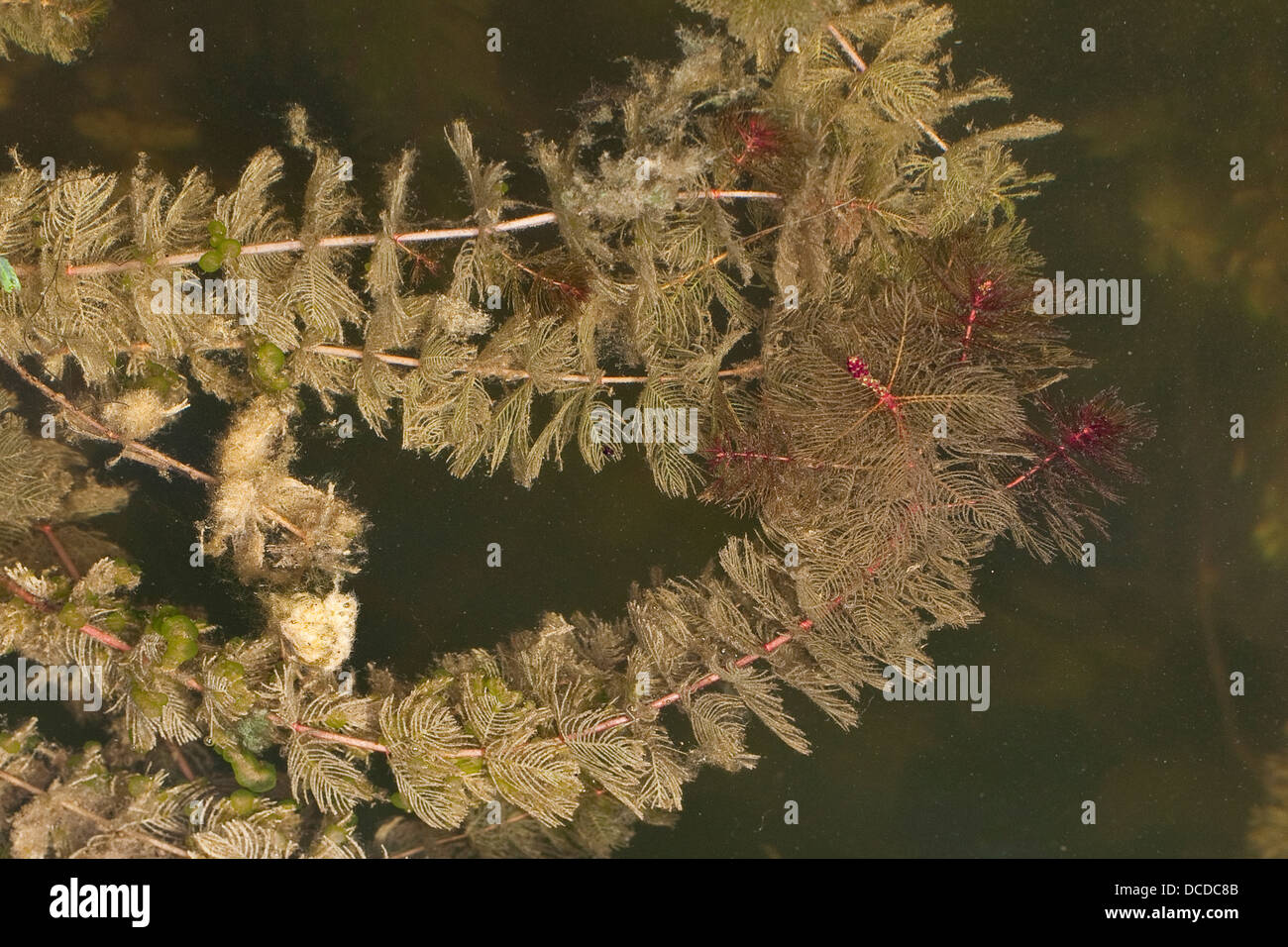 Ähriges Tausendblatt, Myriophyllum spicatum, Eurasian watermilfoil, Millefolium, Spiked Water Milfoil Stock Photo