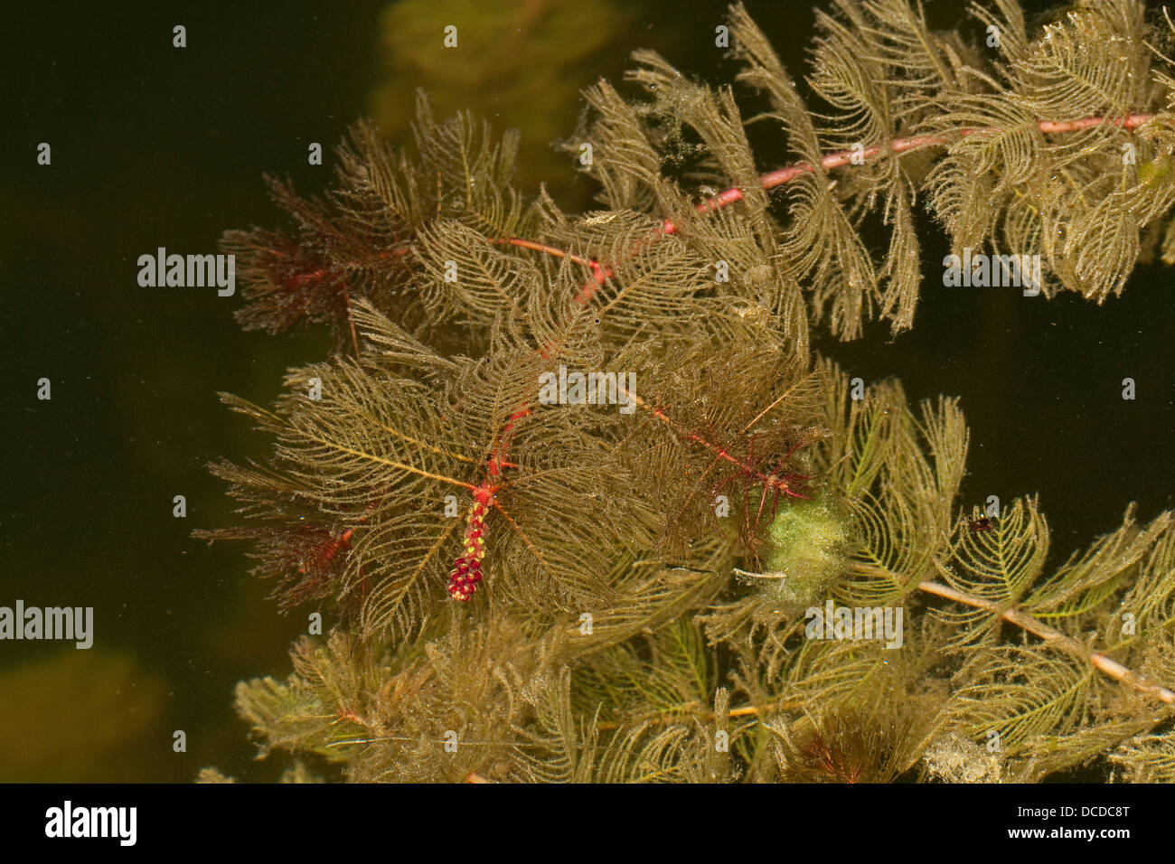Ähriges Tausendblatt, Myriophyllum spicatum, Eurasian watermilfoil, Millefolium, Spiked Water Milfoil Stock Photo