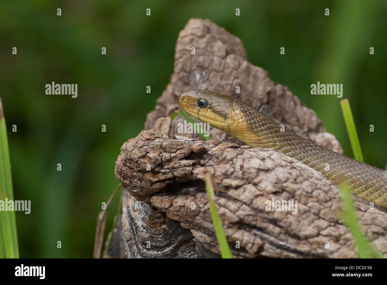 Äskulapnatter, Äskulap-Natter, Natter, Äskulappnatter, Zamenis longissimus, Elaphe longissima, Aesculapian Snake Stock Photo