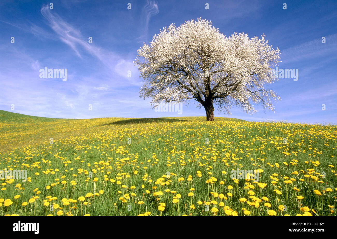 Dandelion meadow with cherry tree in blossom. Zug canton. Switzerland