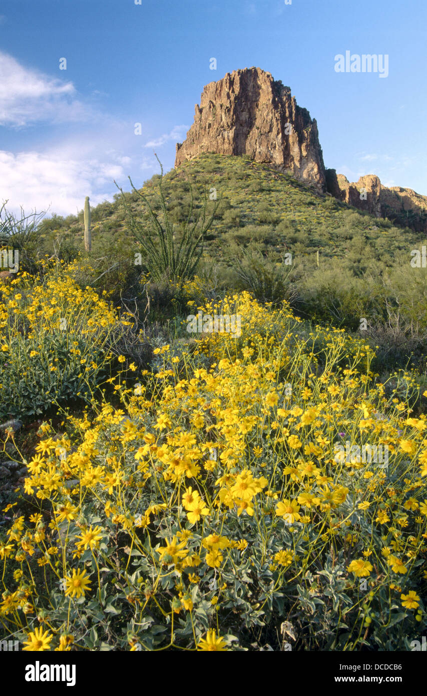 Brittlebush (Encelia farinosa), Superstition Mountains. Sonoran desert