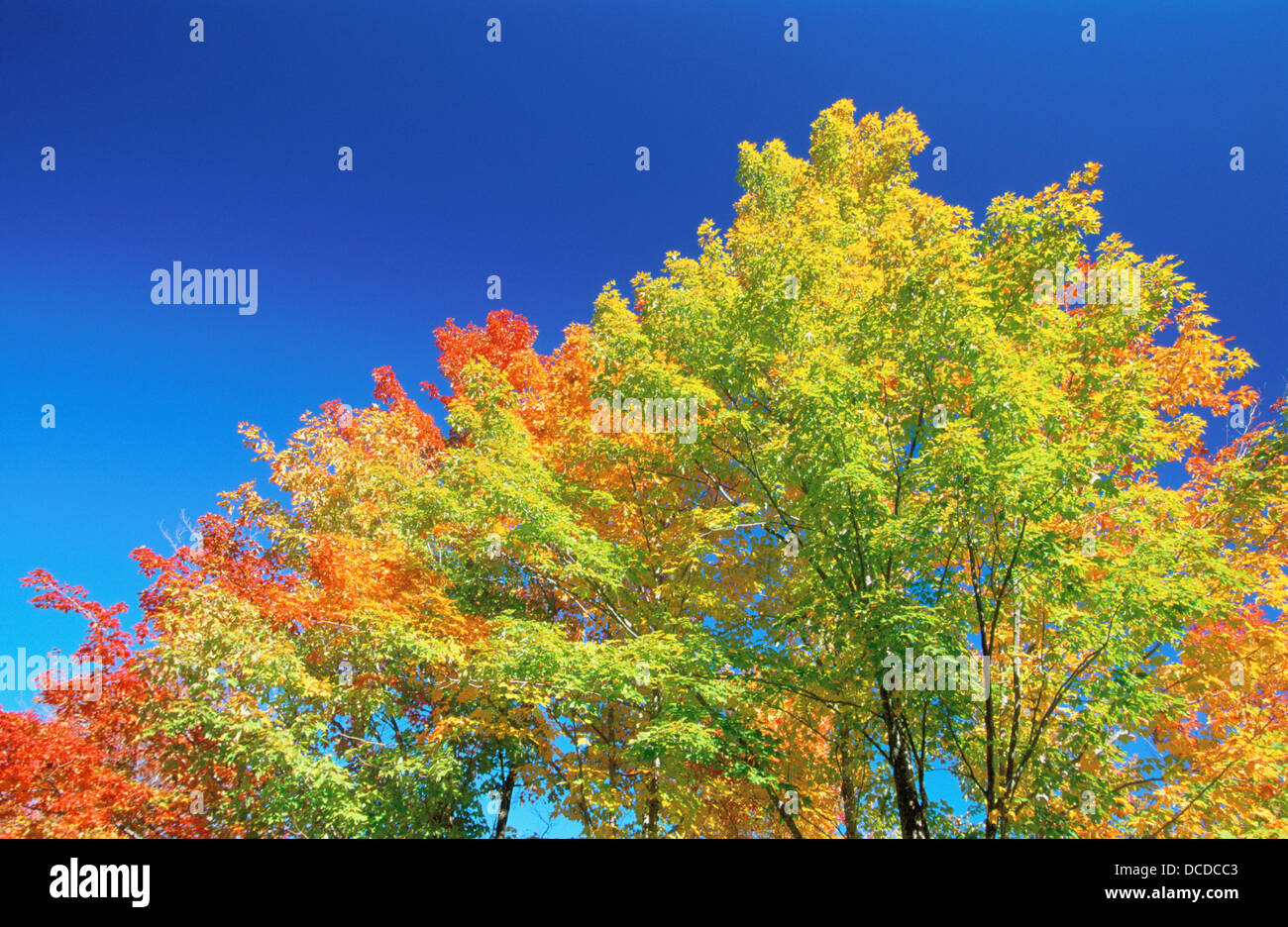 Sugar maple tree in autumn vermont usa hires stock photography and