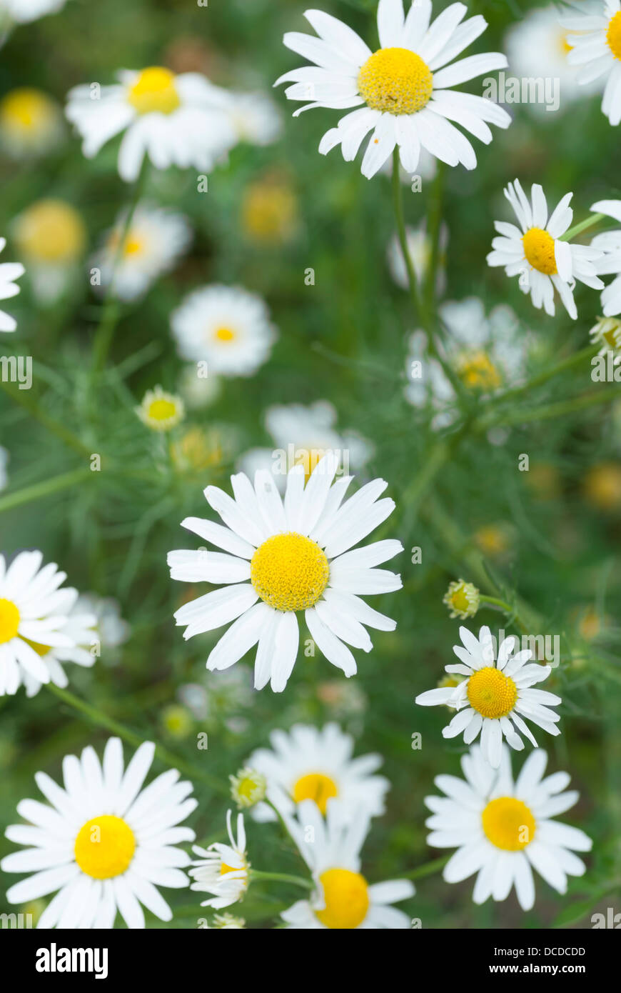 Chamomile image hi-res stock photography and images - Alamy