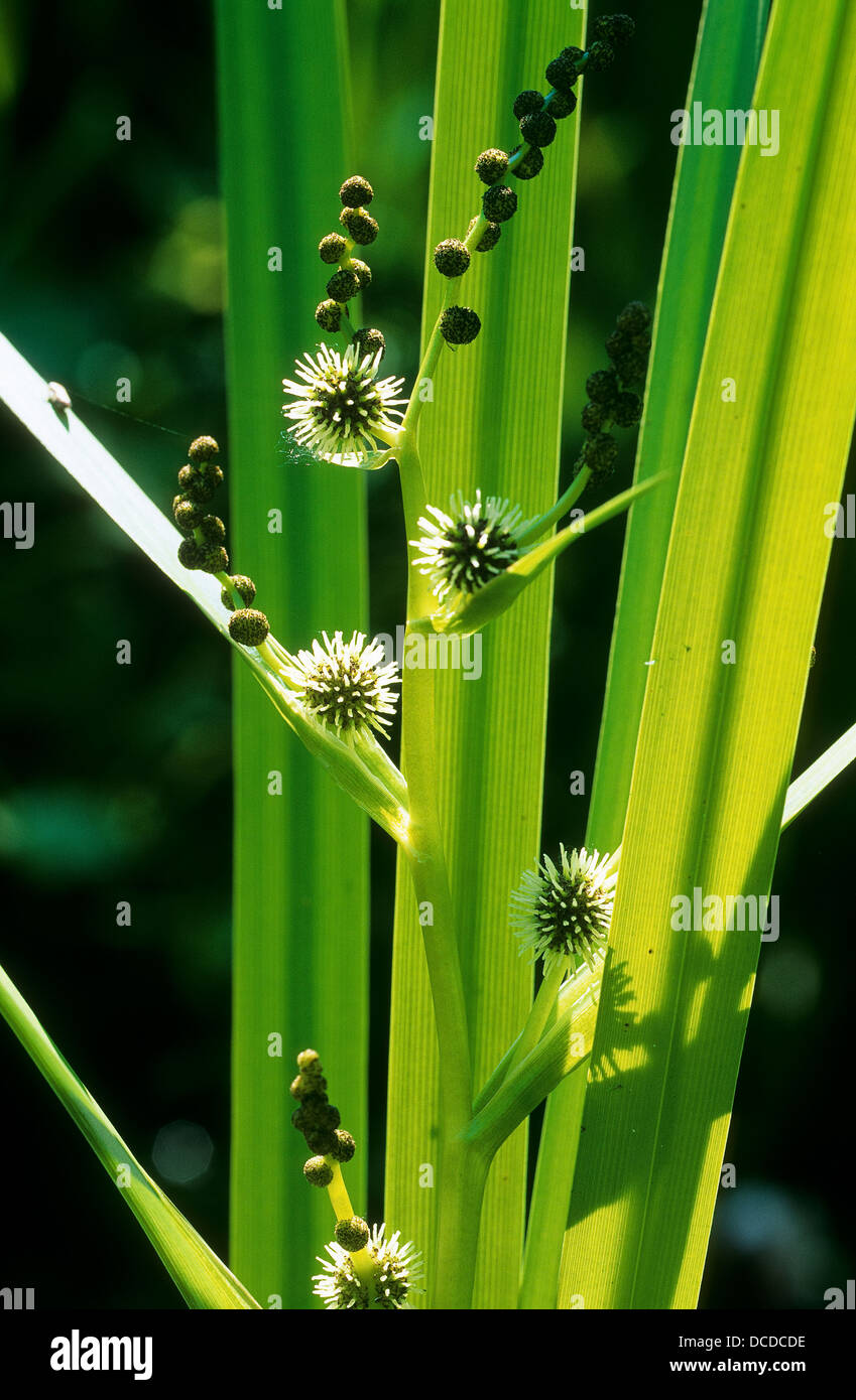 Ästiger Igelkolben, Gewöhnlicher Igelkolben, Sparganium erectum, Sparganium polyedrum, Sparganium ramosum, Bur Reed Stock Photo