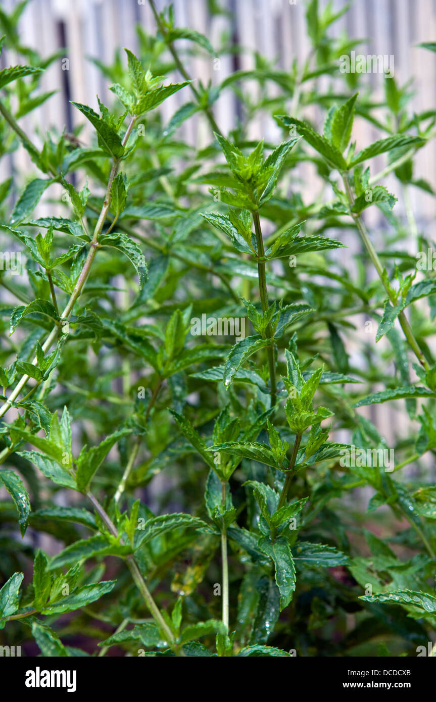 Mint plant growing in garden Stock Photo Alamy