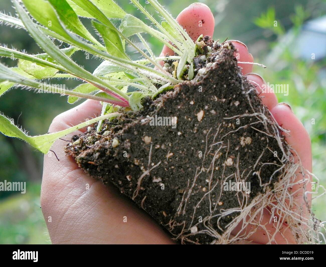Perennial gaillardia seedlings and their roots, hand holding the