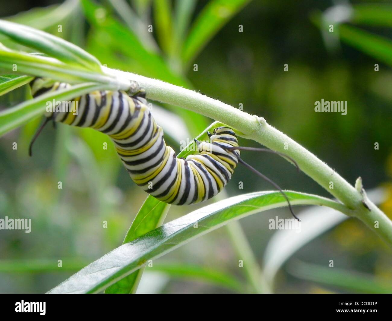 Caterpillar of the Monarch butterfly, Danaus plexippus, eating leaves and flower buds of the Swan Plant Milkweed, also called Stock Photo
