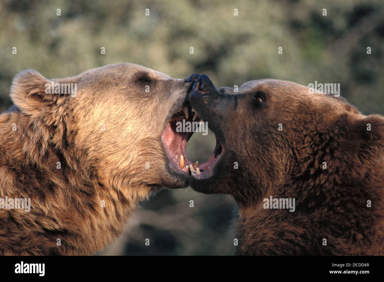 Brown Bears (Ursus arctos Stock Photo - Alamy