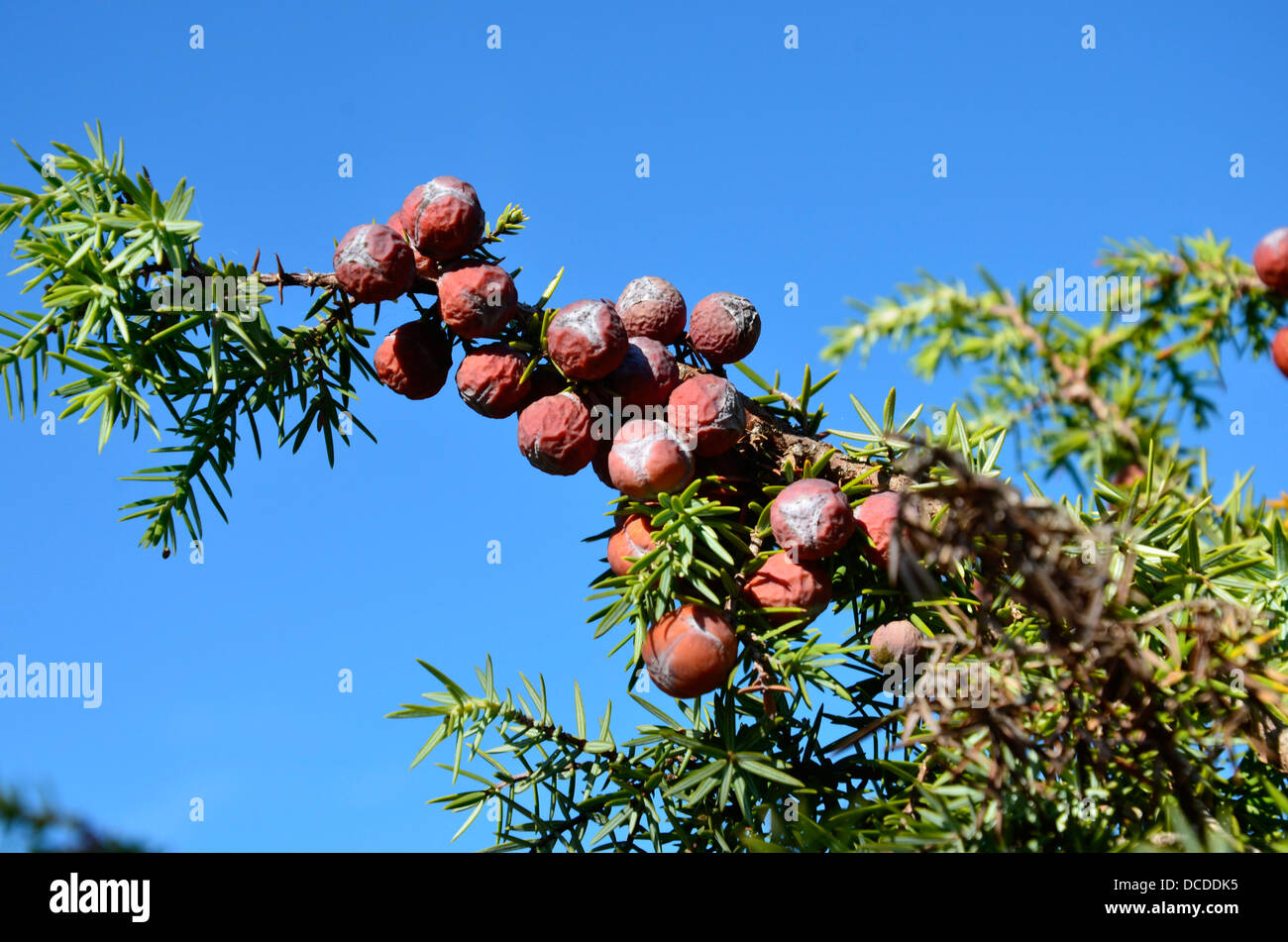 juniper berry juniper berries female seed cone Juniperus communis