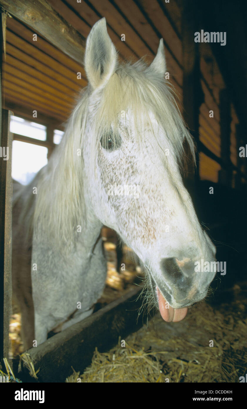 Horse sticking out its tongue Stock Photo Alamy