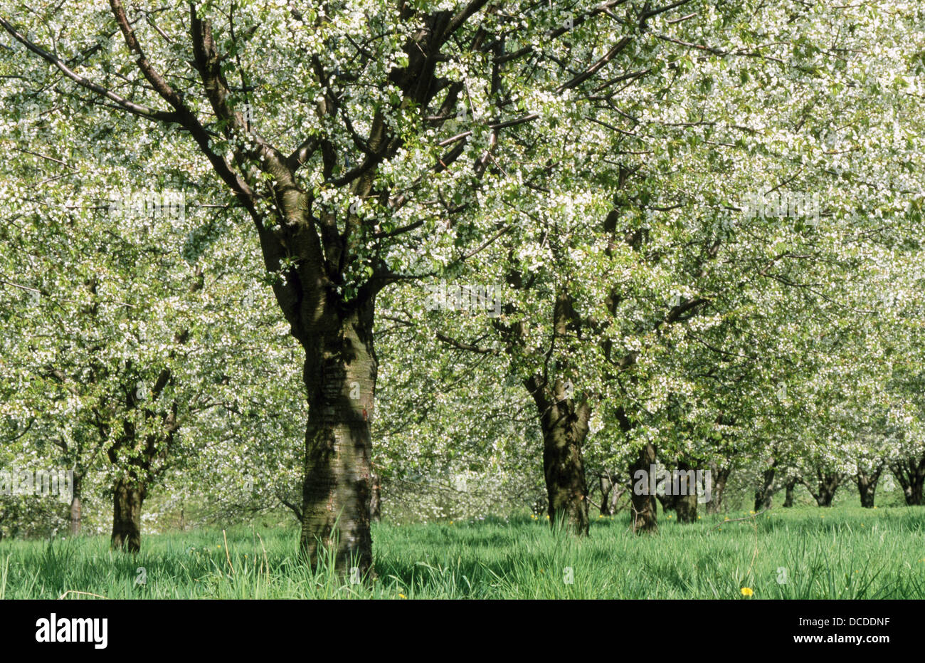 Cherry tree, plantation, at blossom Kirschbaum. Near Baden-Baden Rhine valley. Baden-Wuerttemberg. Germany. Stock Photo