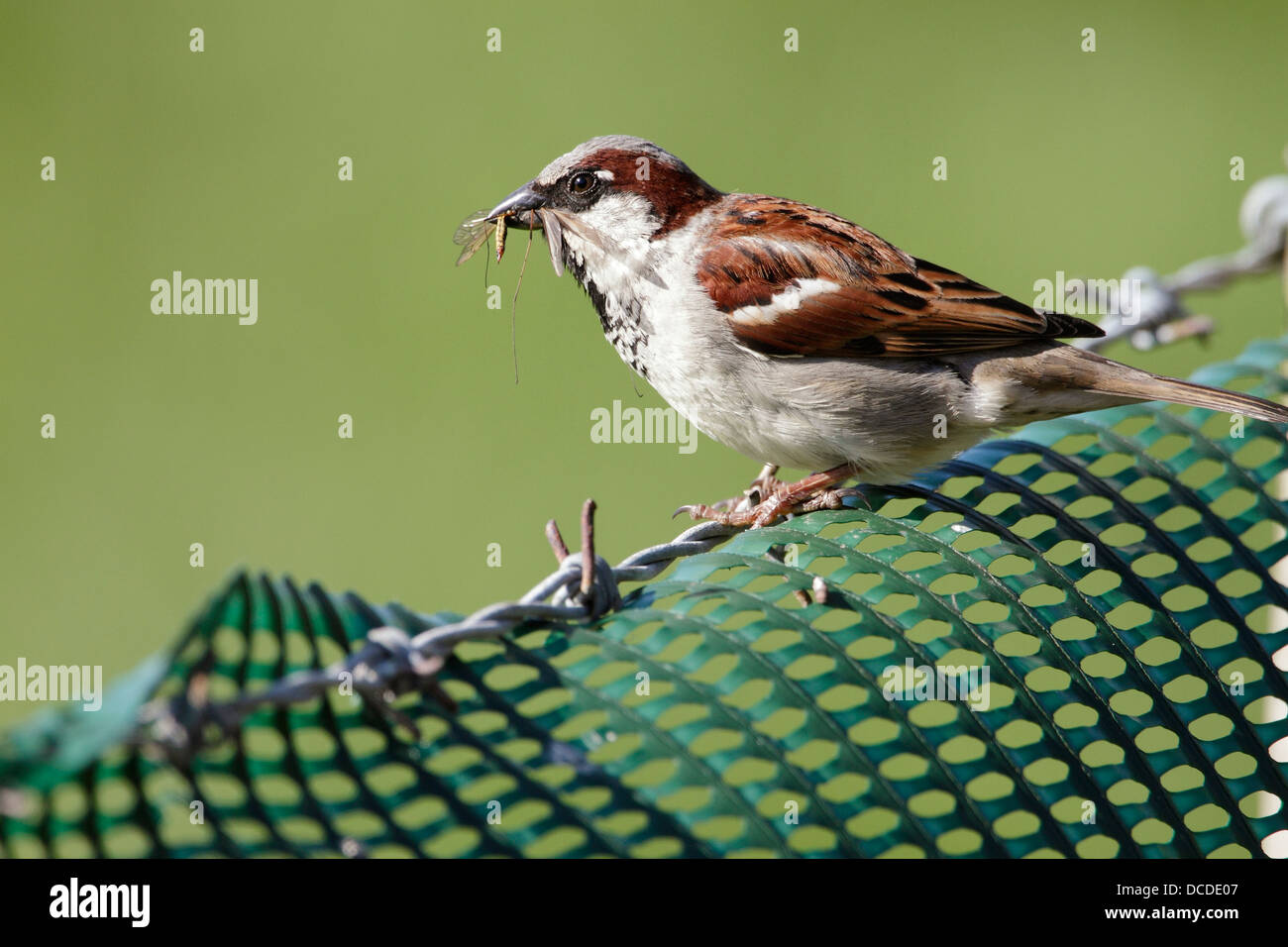 A male House Sparrow (Passer domesticus) about to return to its nest with insects to feed to its chicks. Stock Photo