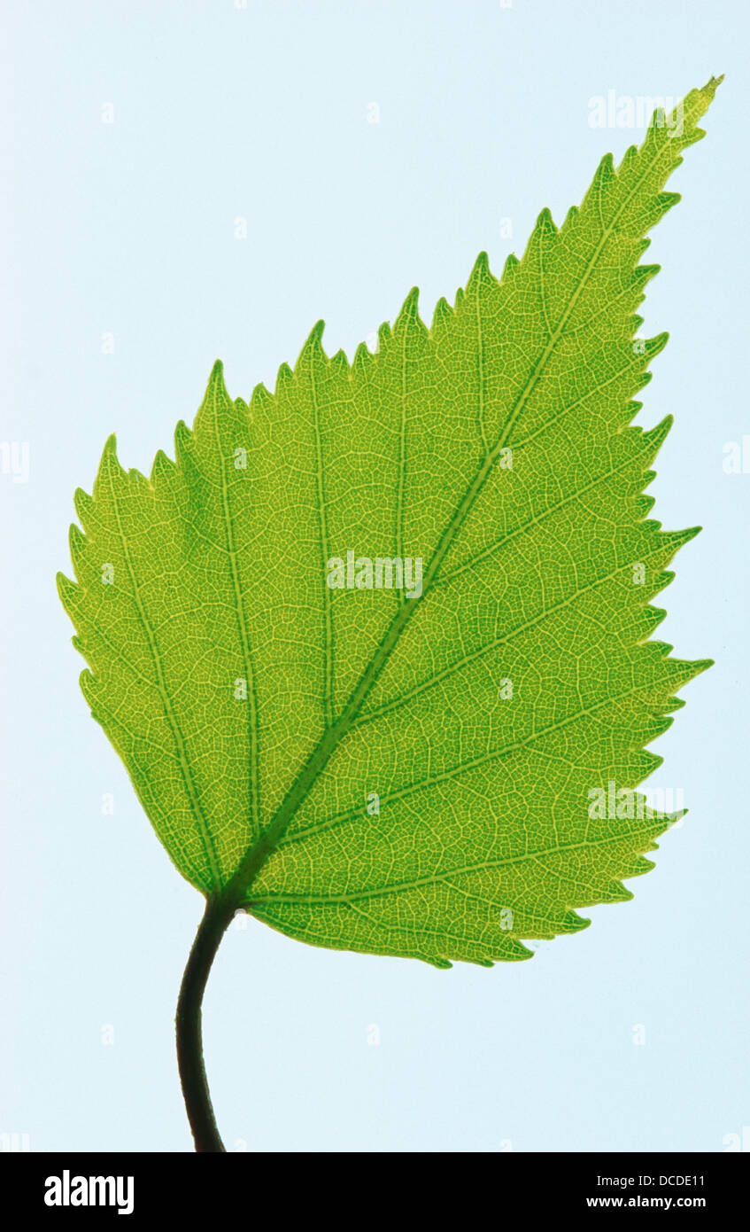 Silver Birch (Betula pendula) leaf Stock Photo - Alamy