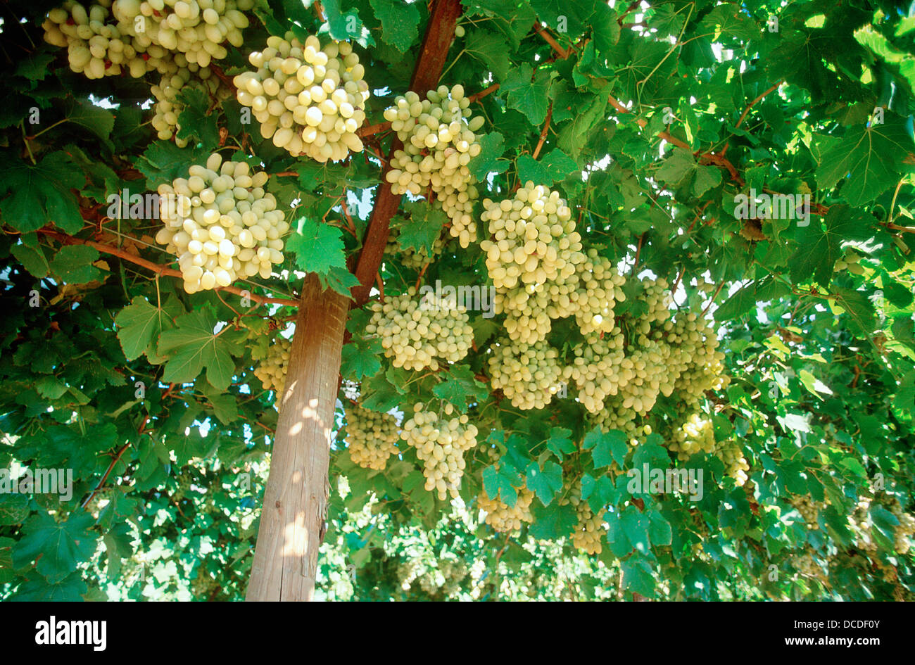 Table grapes on vines Stock Photo Alamy