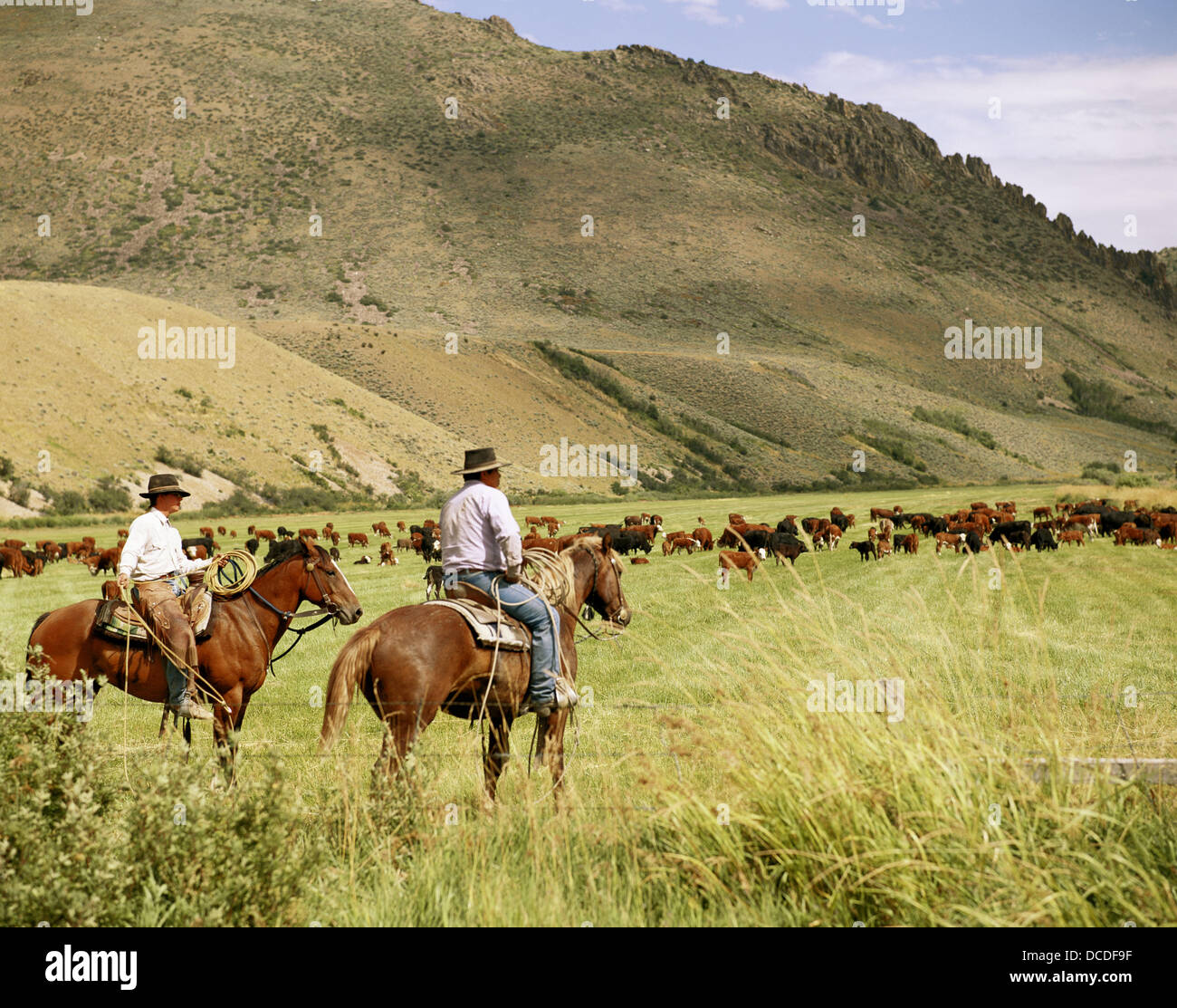 Cowboys on cattle roundup. Yp Ranch. Elko County. Nevada. USA Stock