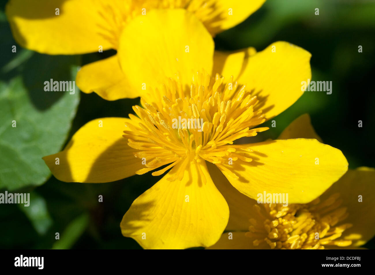 Marsh Marigold Caltha palustris Stock Photo