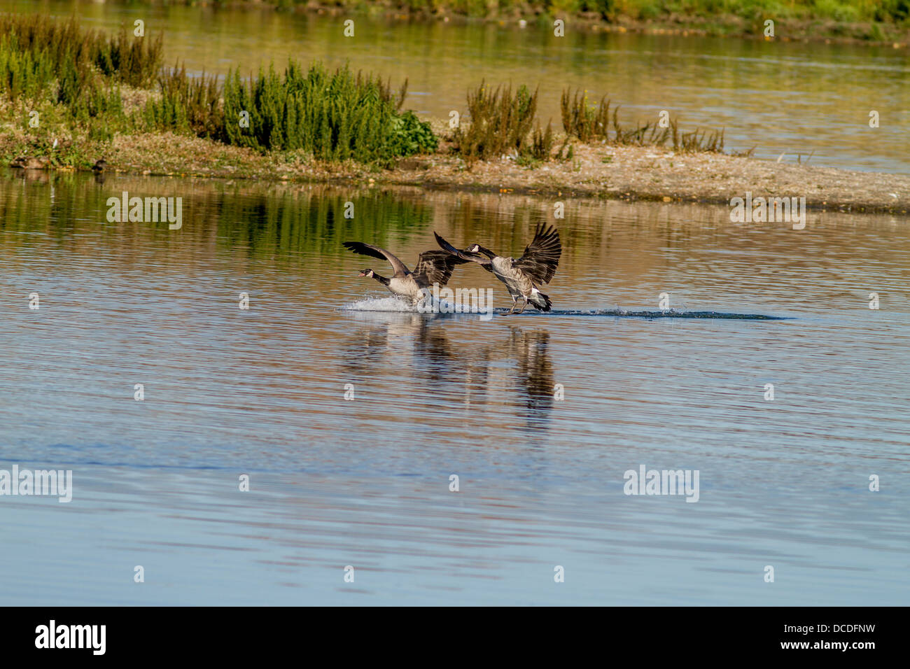 Canada Goose (Branta canadensis) Pair landing, with wings spread. Touchdown, landing on Bow River. Calgary, Alberta, Canada Stock Photo