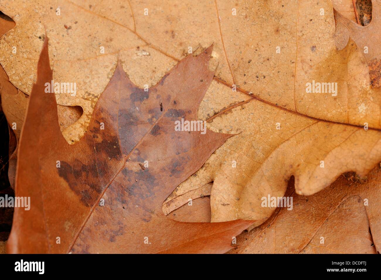 Fallen Oak Leaves Stock Photo Alamy