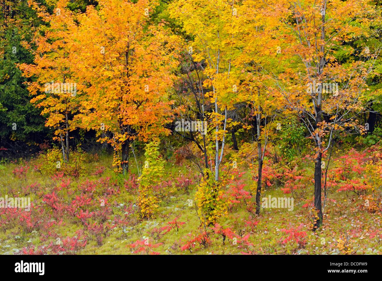 Sumacs and maple trees along Highway 60 Huntsville, Ontario Stock Photo