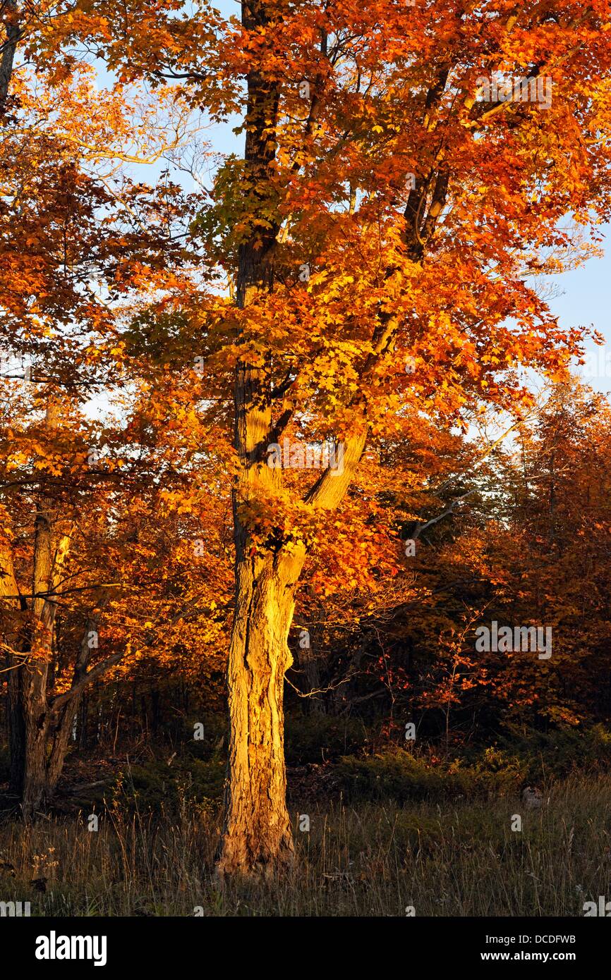 Mature maple tree Mindemoya Manitoulin Island Ontario Stock Photo Alamy