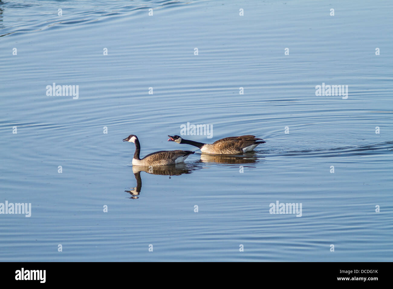 Canada Goose (Branta canadensis) Colorful image, mirrored in blue water, of mating behavior & courtship,  Frank Lake, AB, Canada Stock Photo