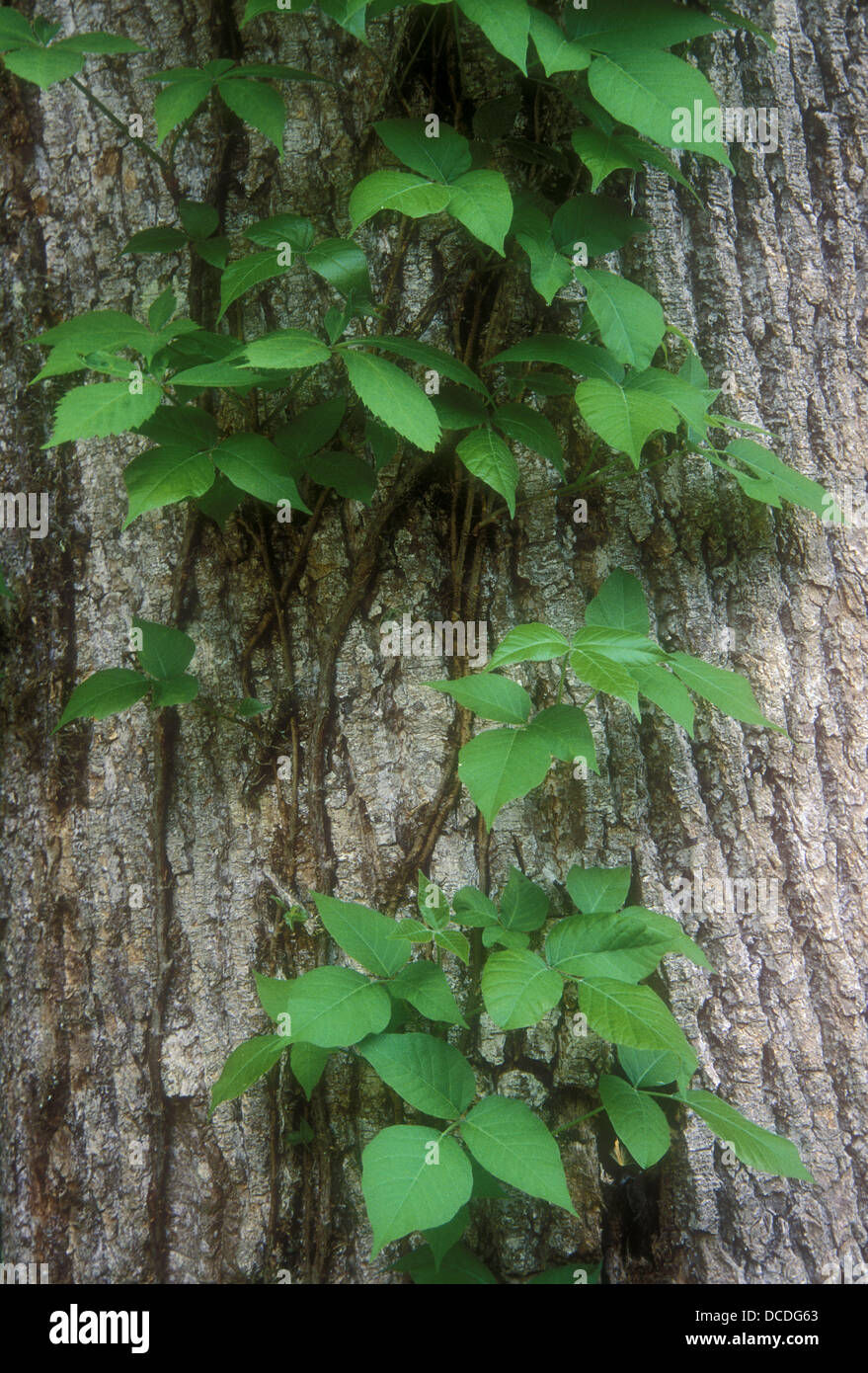 Poison ivy (Rhus radicans) tendrils climbing tree trunk. Great Smoky