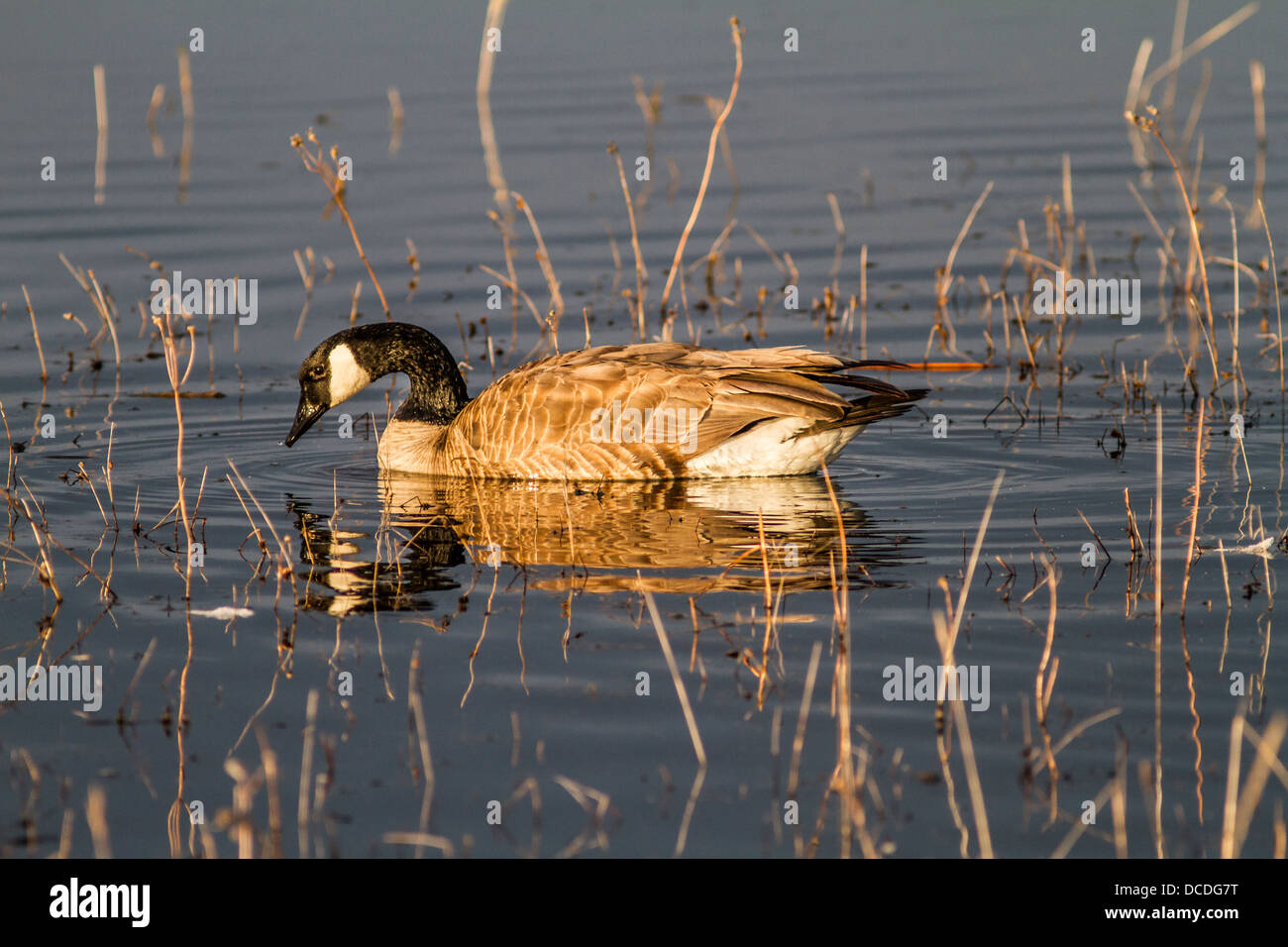 Canada Goose (Branta canadensis) Beautiful colored Canada Goose and its reflection looking for food. Frank Lake, Alberta, Canada Stock Photo