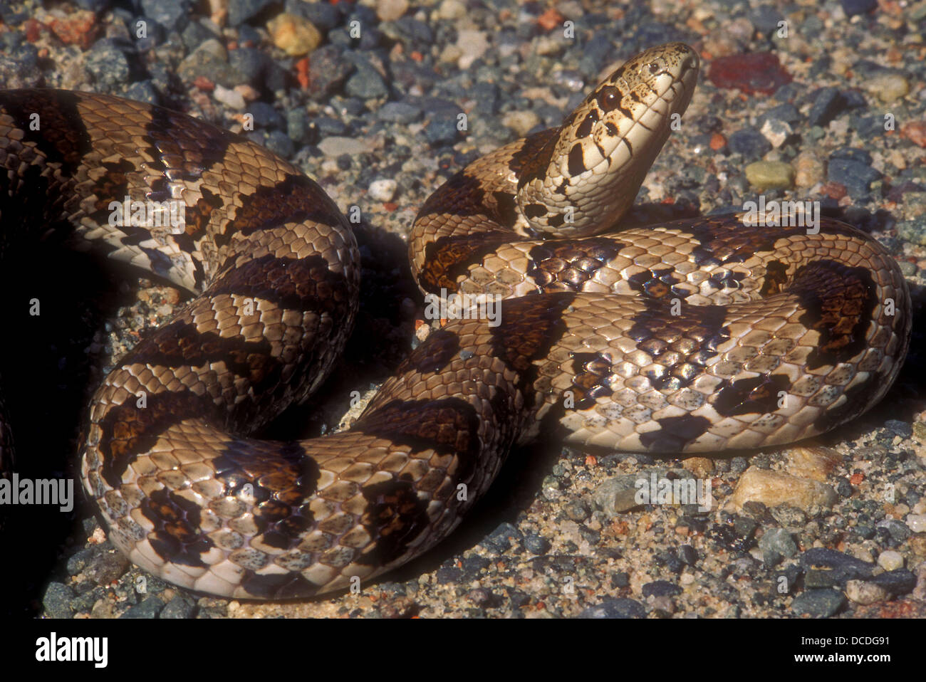 Milk snake (Lampropeltis triangulum) basking on gravel road. Burwash