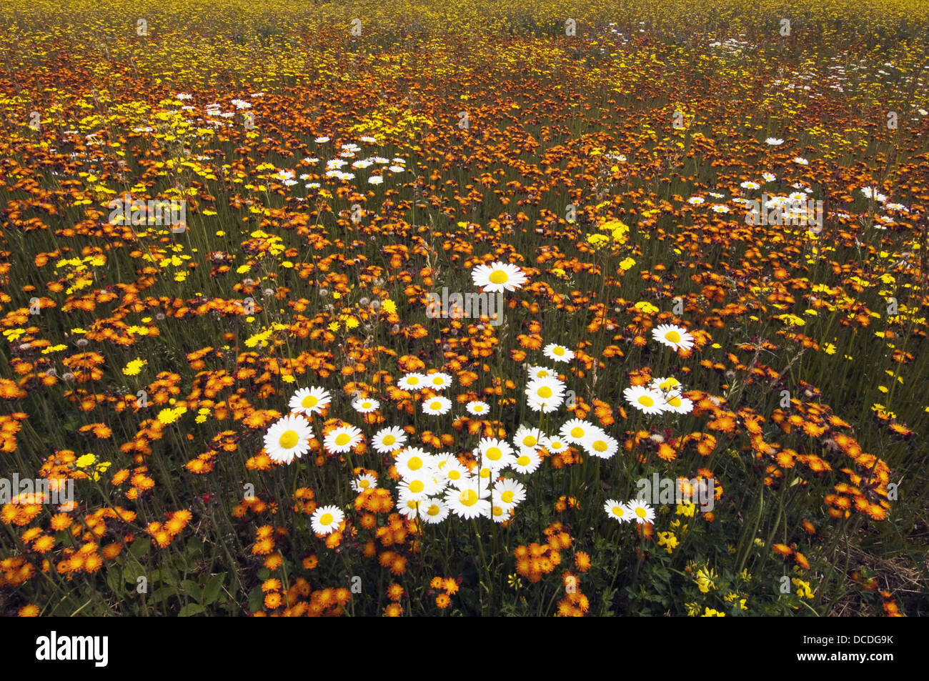 Large meadow with mix of wildflowers vetch, orange and yellow
