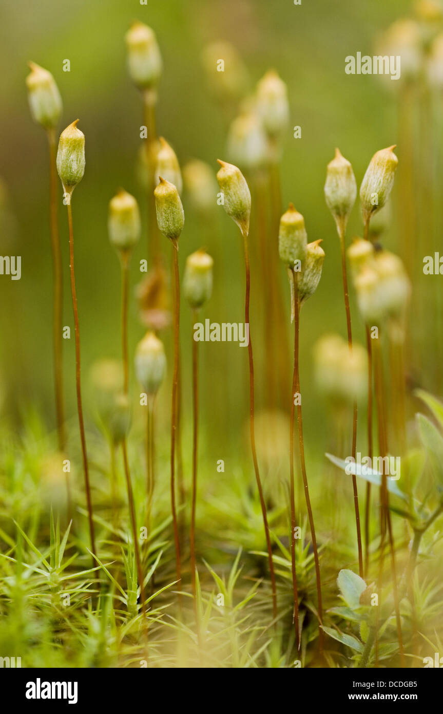 Hair cap moss (Polytrichium commune) Sporophytes Stock Photo Alamy