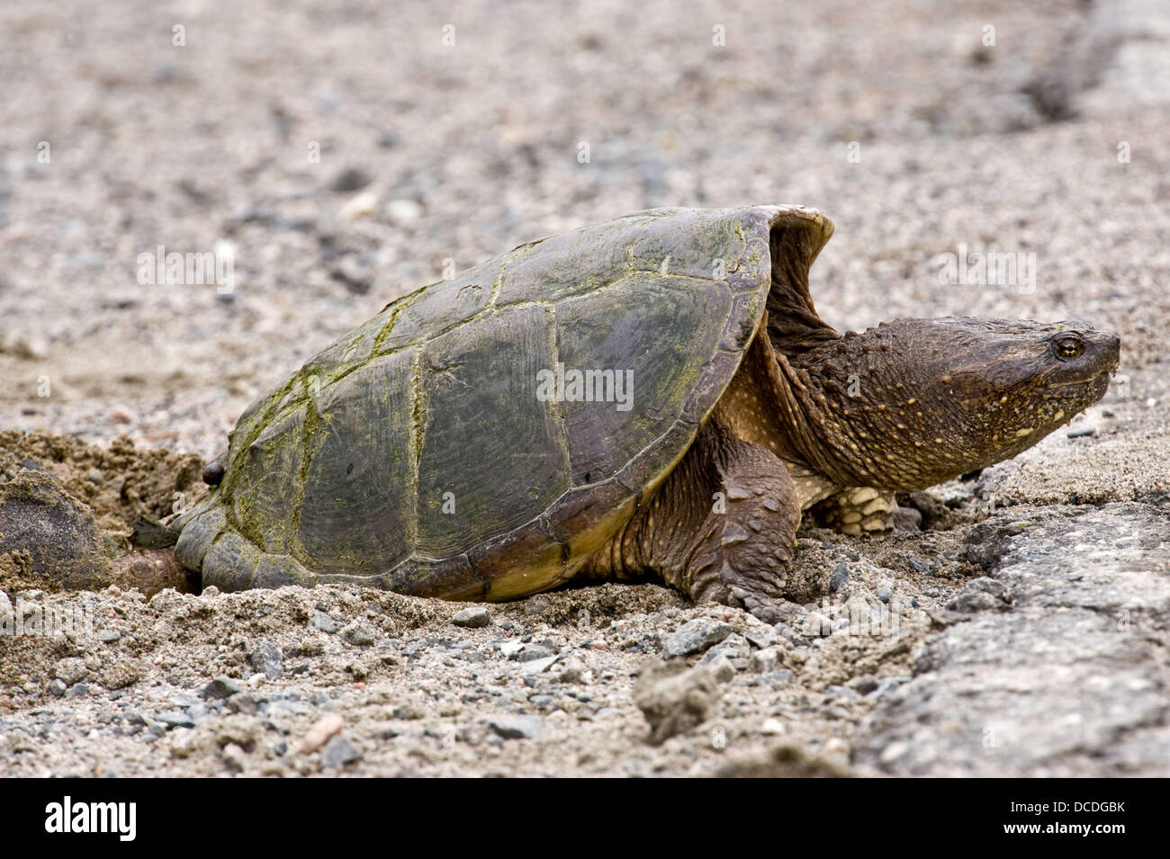 Snapping turtle Chelydra serpentina Female laying eggs in roadside ...