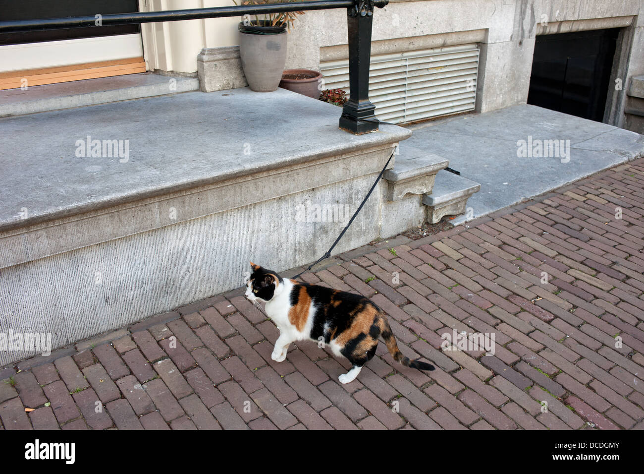 Well groomed cat on a leash attached to balustrade of a house vestibule. Stock Photo