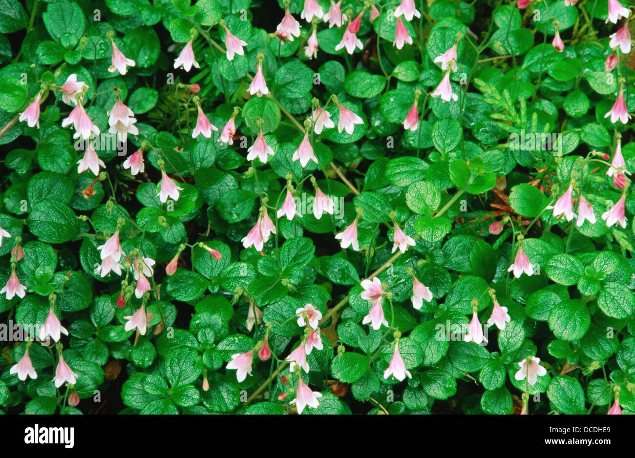 Twinflower, linnaea borealis hi-res stock photography and images - Alamy
