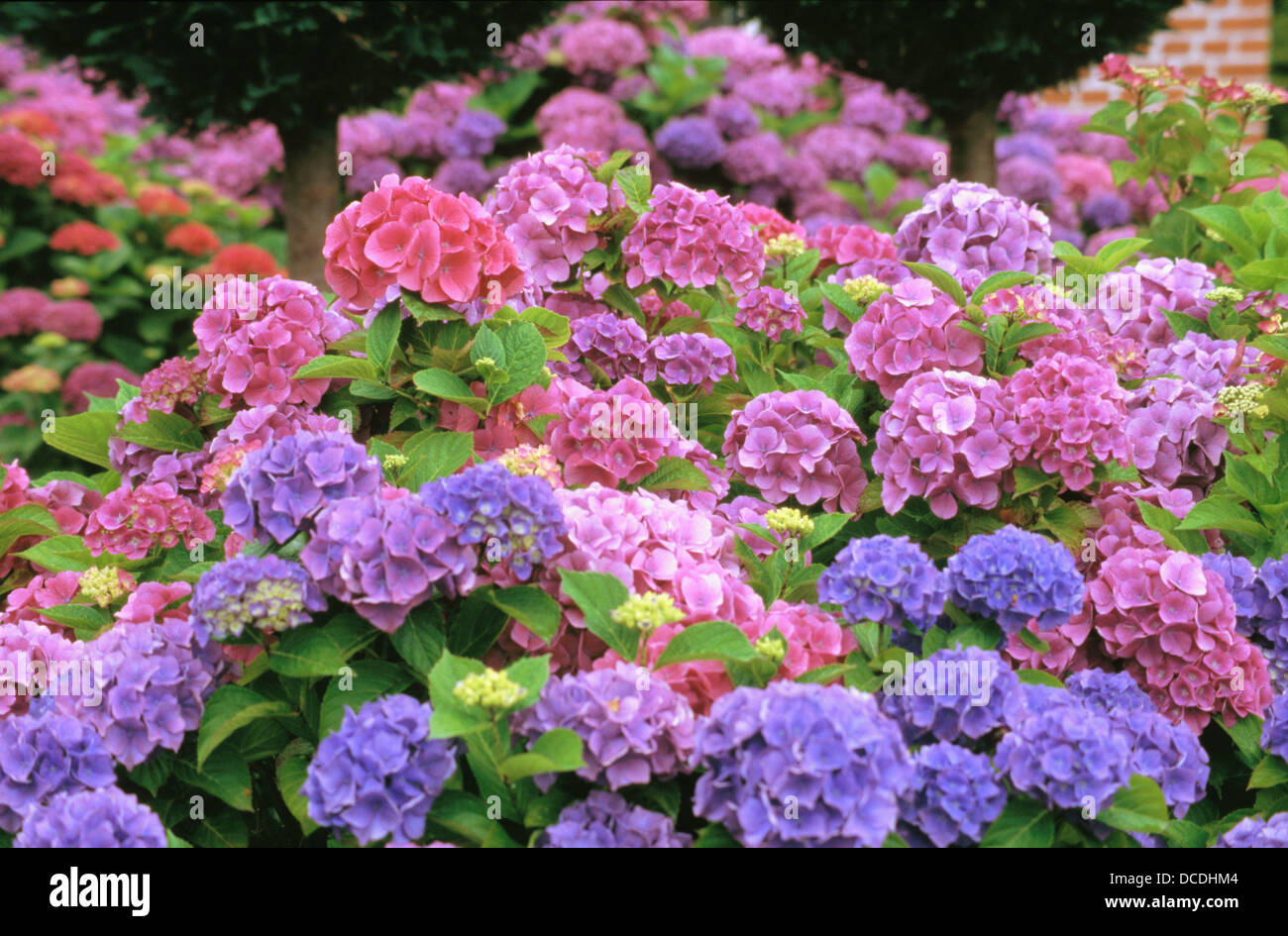 Bigleaf Hydrangea (Hydrangea macrophylla Stock Photo Alamy