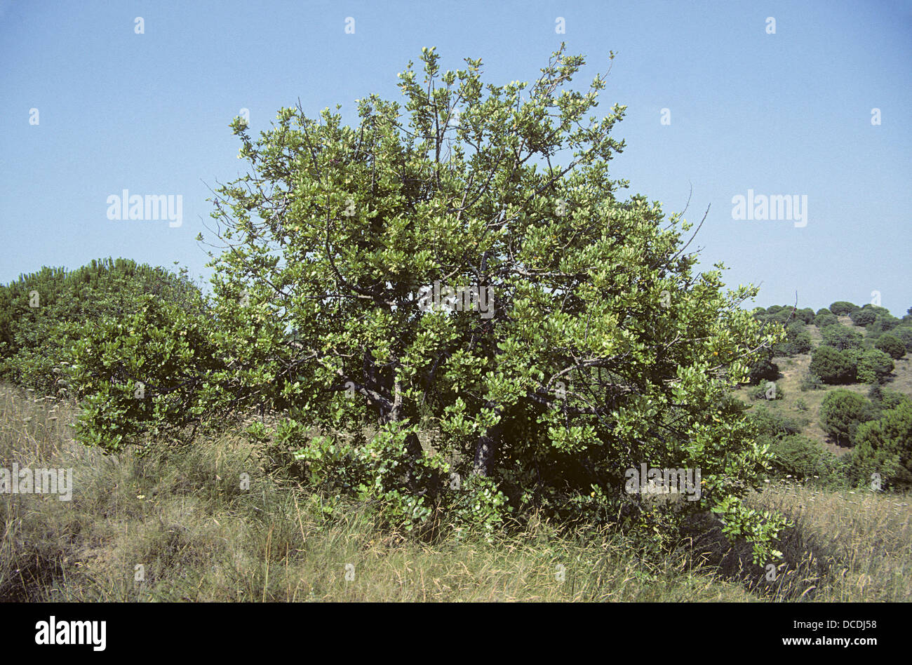 Carob tree (Ceratonia siliqua Stock Photo Alamy