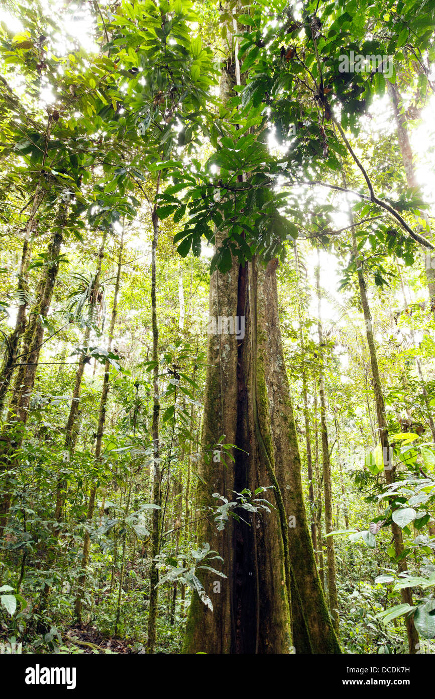 Giant rainforest tree with buttressed roots and fluted trunk, Ecuador ...