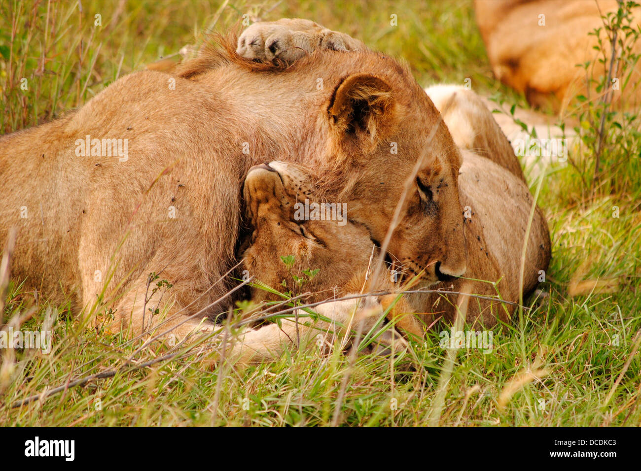 Two lions play fighting/wrestling in the grass. Stock Photo