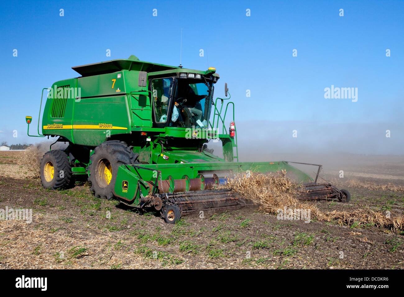 Harvesting beans at the Froese farm near Winkler Manitoba, Canada Stock