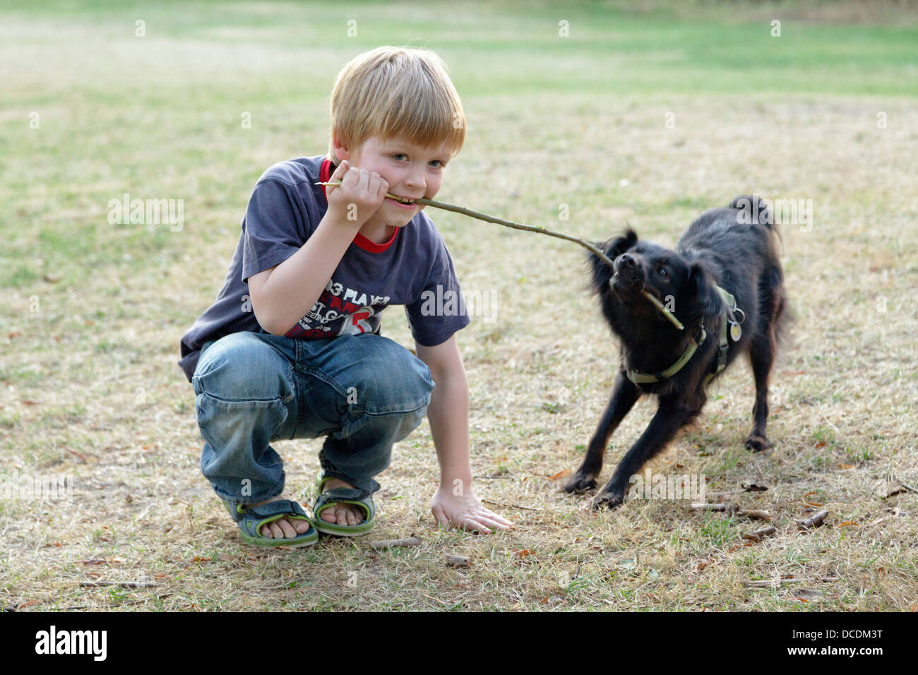 dog trying to pull a stick out of a young boy´s mouth Stock Photo Alamy