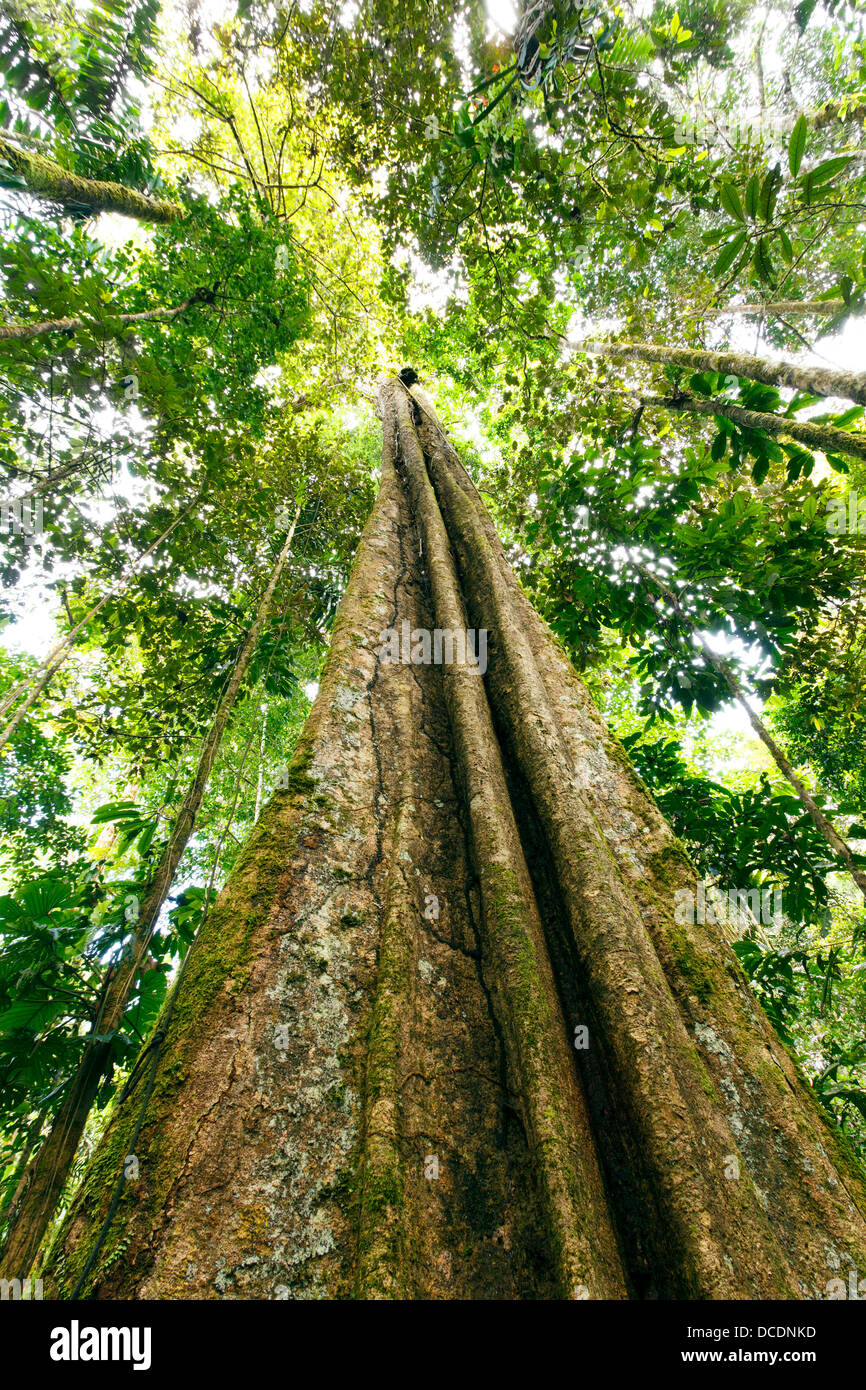 Looking up the trunk of a giant rainforest tree to the canopy, Ecuador