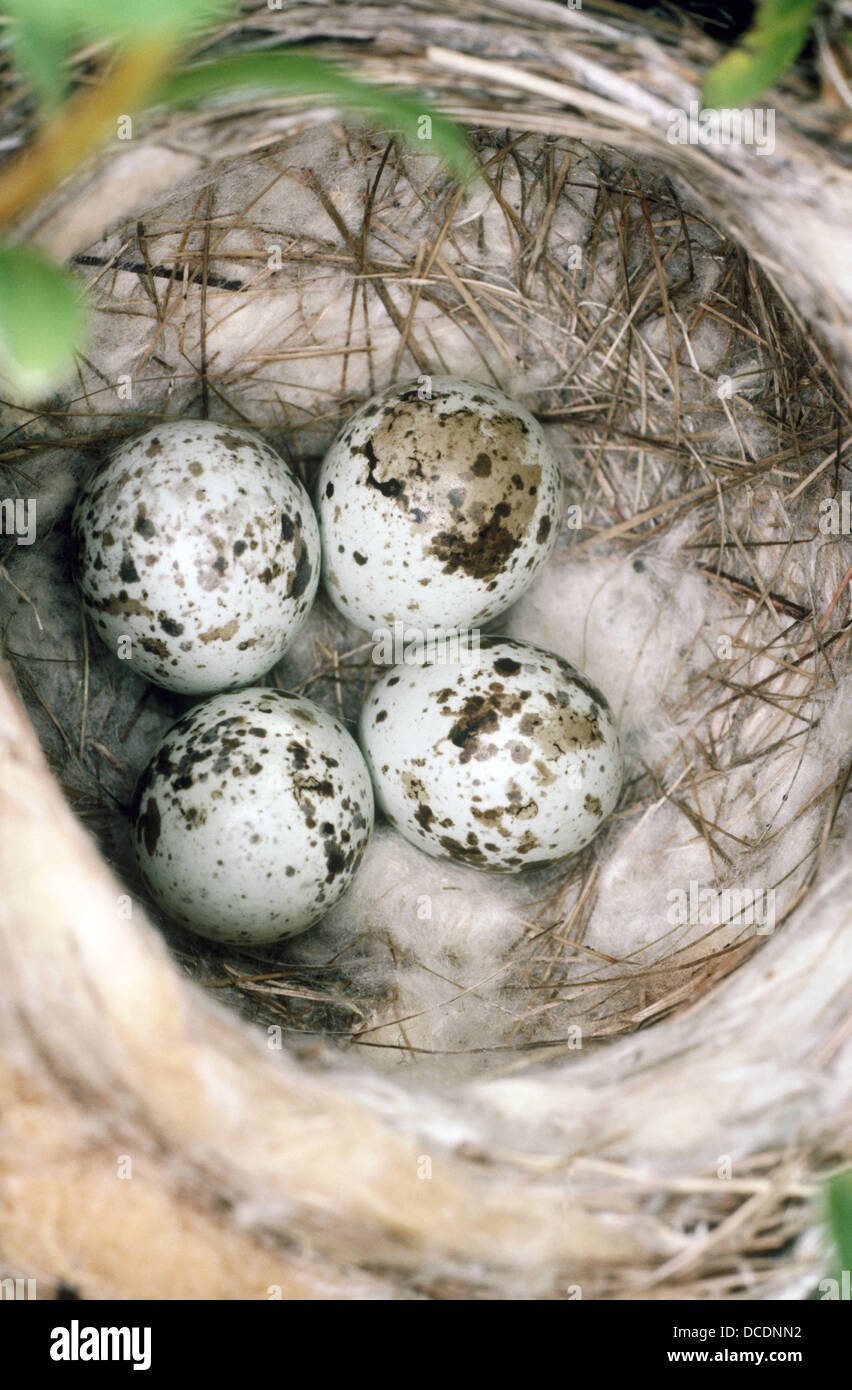 Yellow Warbler nest with eggs Stock Photo Alamy