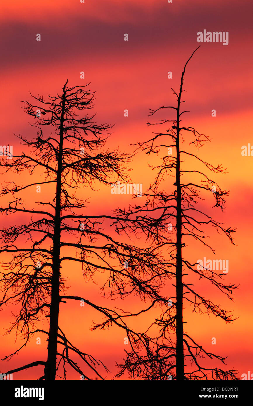 Colourful dusk with yellow orange and pink clouds and pine tree silhouettes Stock Photo