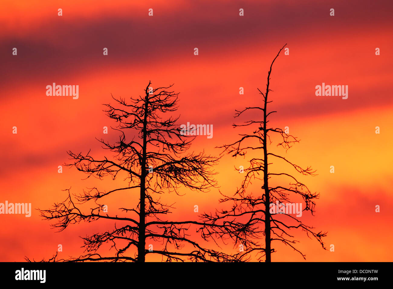 Colourful dusk with yellow orange and pink clouds and pine tree silhouettes Stock Photo
