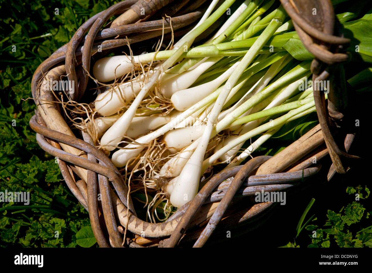 Freshly picked wild leeks Stock Photo Alamy