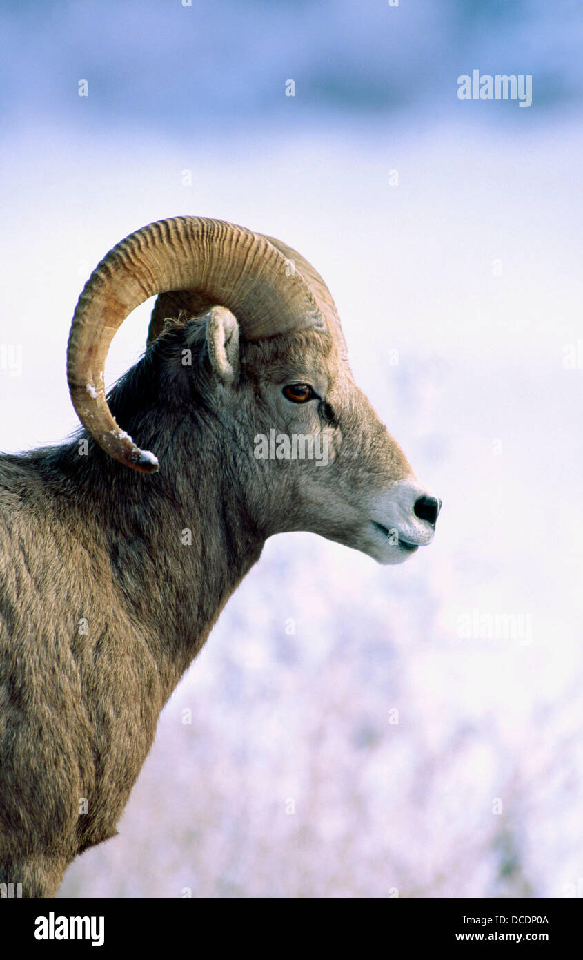 Male Bighorn Sheep. Montana. USA Stock Photo Alamy