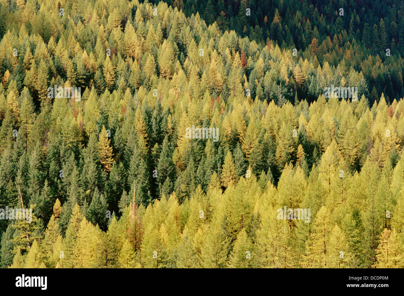 Larch trees in autumn, Lewis and Clark National Forest. Montana, USA