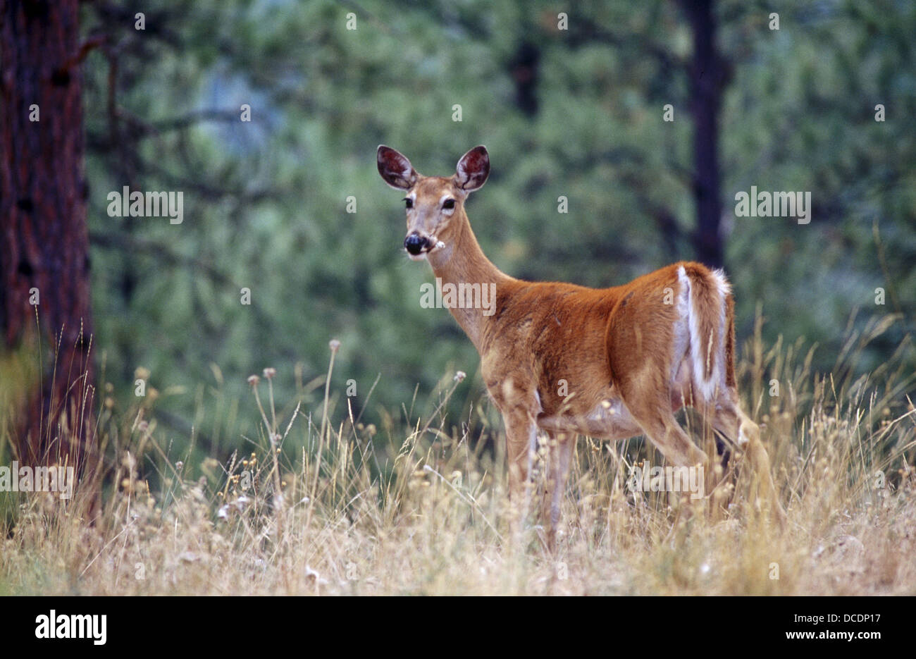 Whitetailed Deer fawn (Odocoileus virginianus). Montana. USA Stock
