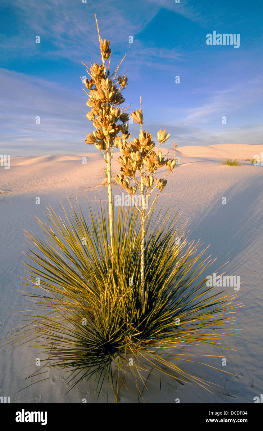 Soaptree Yucca (Yucca elata). White Sands National Monument. New Mexico ...